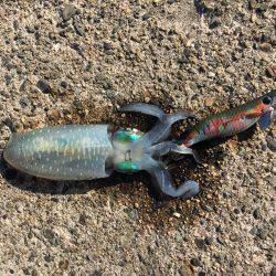 姪の初エギング