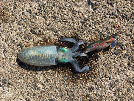 姪の初エギング