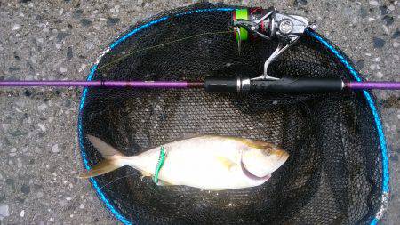 エギングロッドで青物