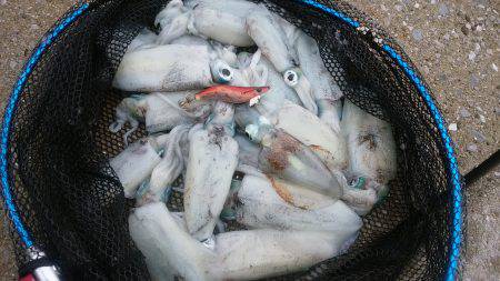 秋イカ　ランガンにて