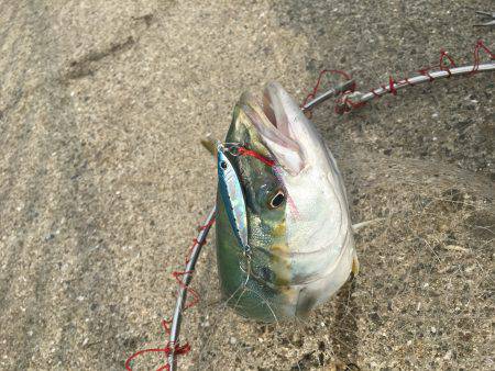 ポーアイ北公園、昼からでも青物！