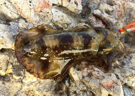 仕事帰りの短時間エギング