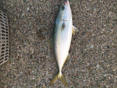 浜吉丸でいく小浦一文字4