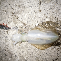 新子も成長しています