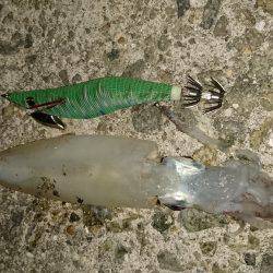 台風前エギング