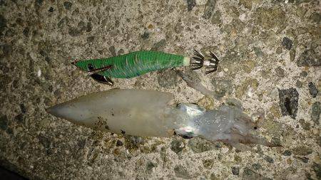 台風前エギング