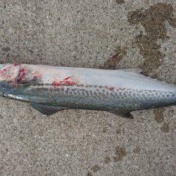 ハマチに見放された男