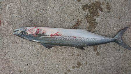 ハマチに見放された男