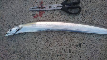 ドラゴン太刀魚