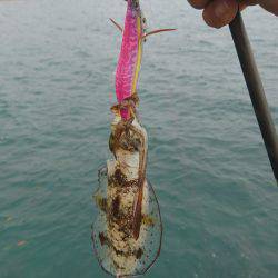 ちょいとエギング