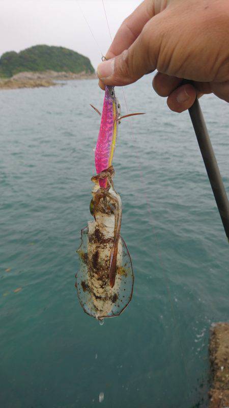 ちょいとエギング