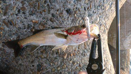 サヨリだらけ(-_-)