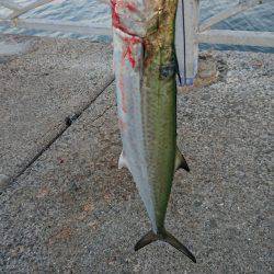 小さめのサゴシ！