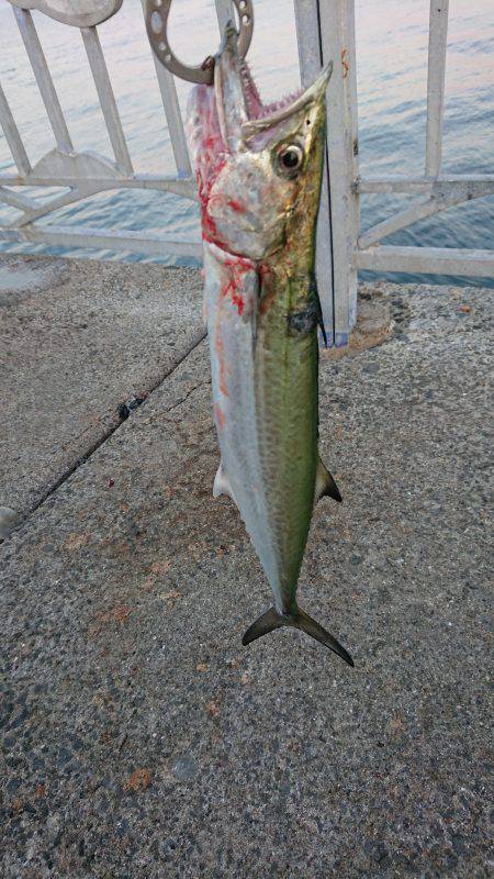 小さめのサゴシ！