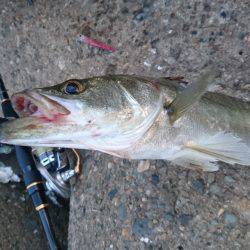 リベンジ達成♪