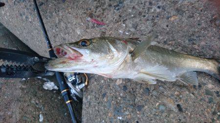 リベンジ達成♪