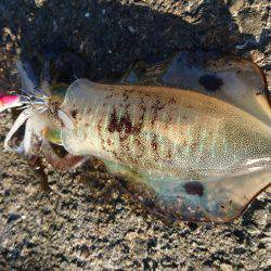 強風の合間に連発