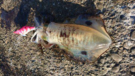 強風の合間に連発