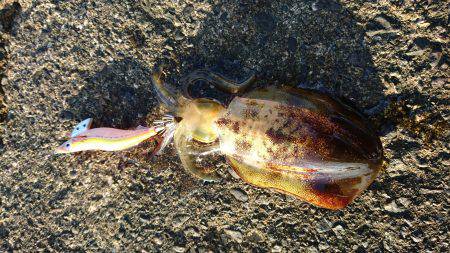 大うねりに苦戦