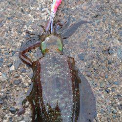 久々に気持ち良いエギング