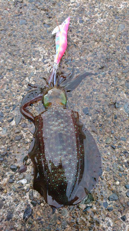 久々に気持ち良いエギング