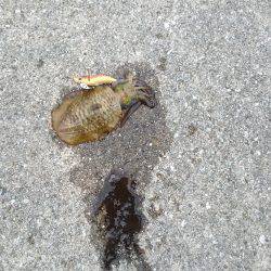 朝まずめ狙いで行ってきました。