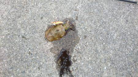 朝まずめ狙いで行ってきました。