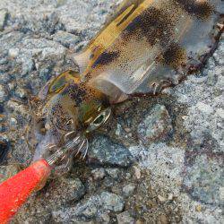 teamゲッソー調査隊