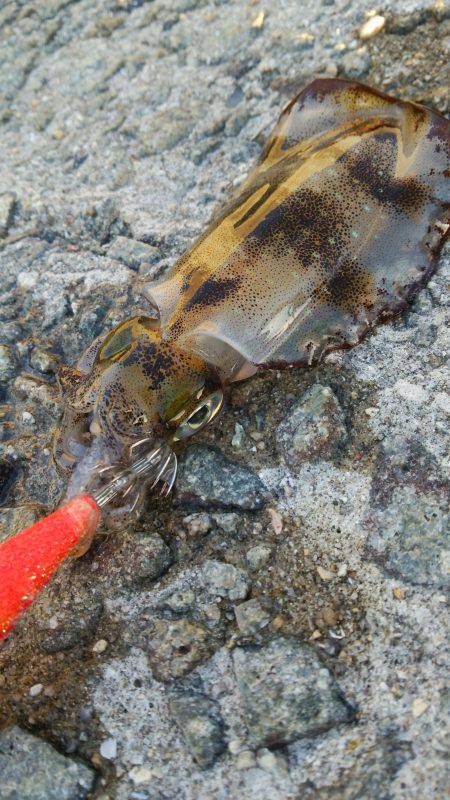 teamゲッソー調査隊