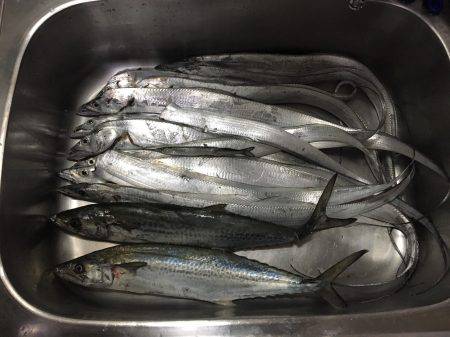 太刀魚、サゴシ