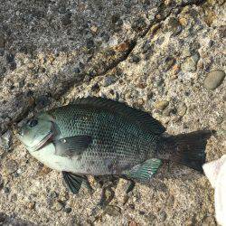 ウキフカセ際釣りで