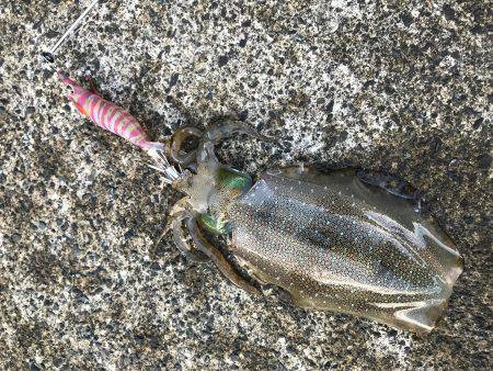 雲見港 早朝 ジギング エギング
