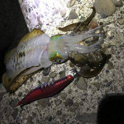 仕事帰りエギング