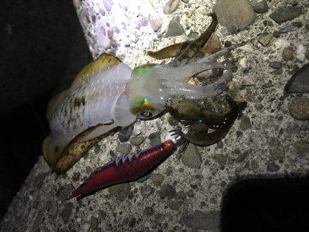 仕事帰りエギング