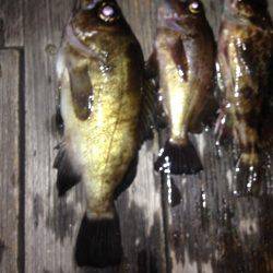 ロックフィッシュ