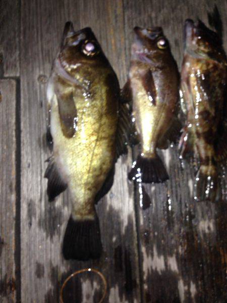 ロックフィッシュ