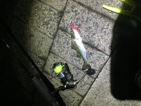 アジではなく、、