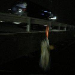 アオリイカ 爆釣！