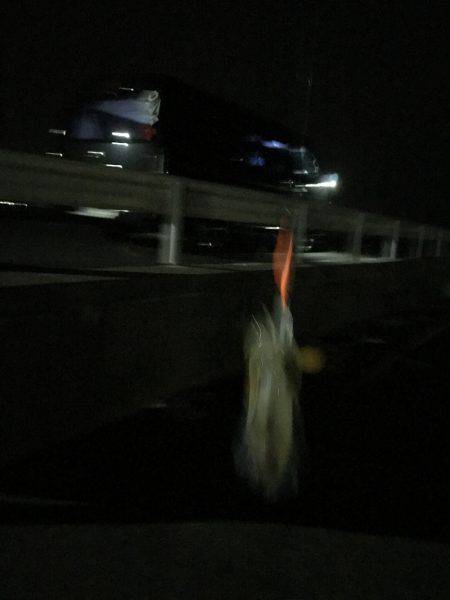 アオリイカ 爆釣！