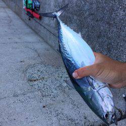 浜吉丸でいく小浦一文字4