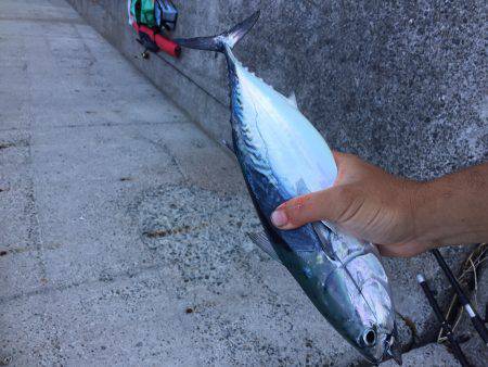 浜吉丸でいく小浦一文字4