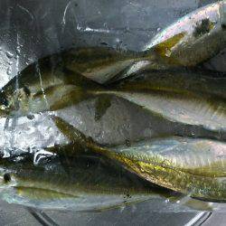 連日のアジ調査