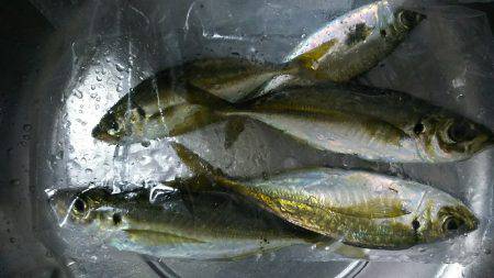 連日のアジ調査