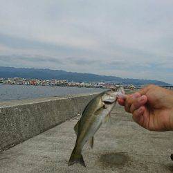 西宮ケーソン岸ジグミニシー