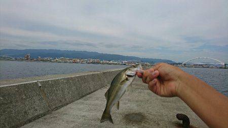 西宮ケーソン岸ジグミニシー