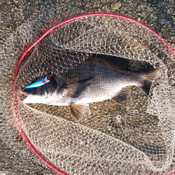 チヌのトップゲーム