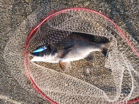 チヌのトップゲーム