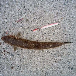 トップ&ジグでツバス