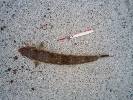 トップ&ジグでツバス