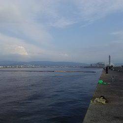 岸和田一文字でナイスサイズのアジget